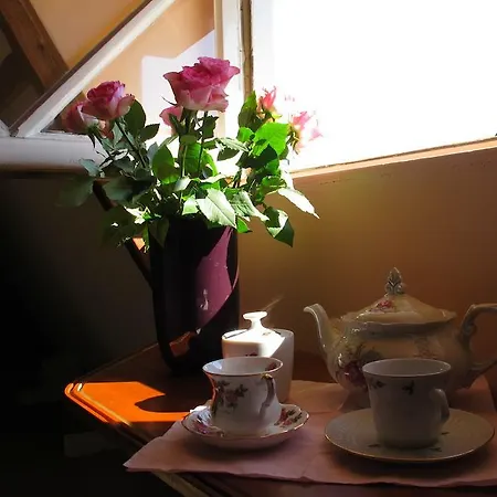 Wild Roses Amsterdam